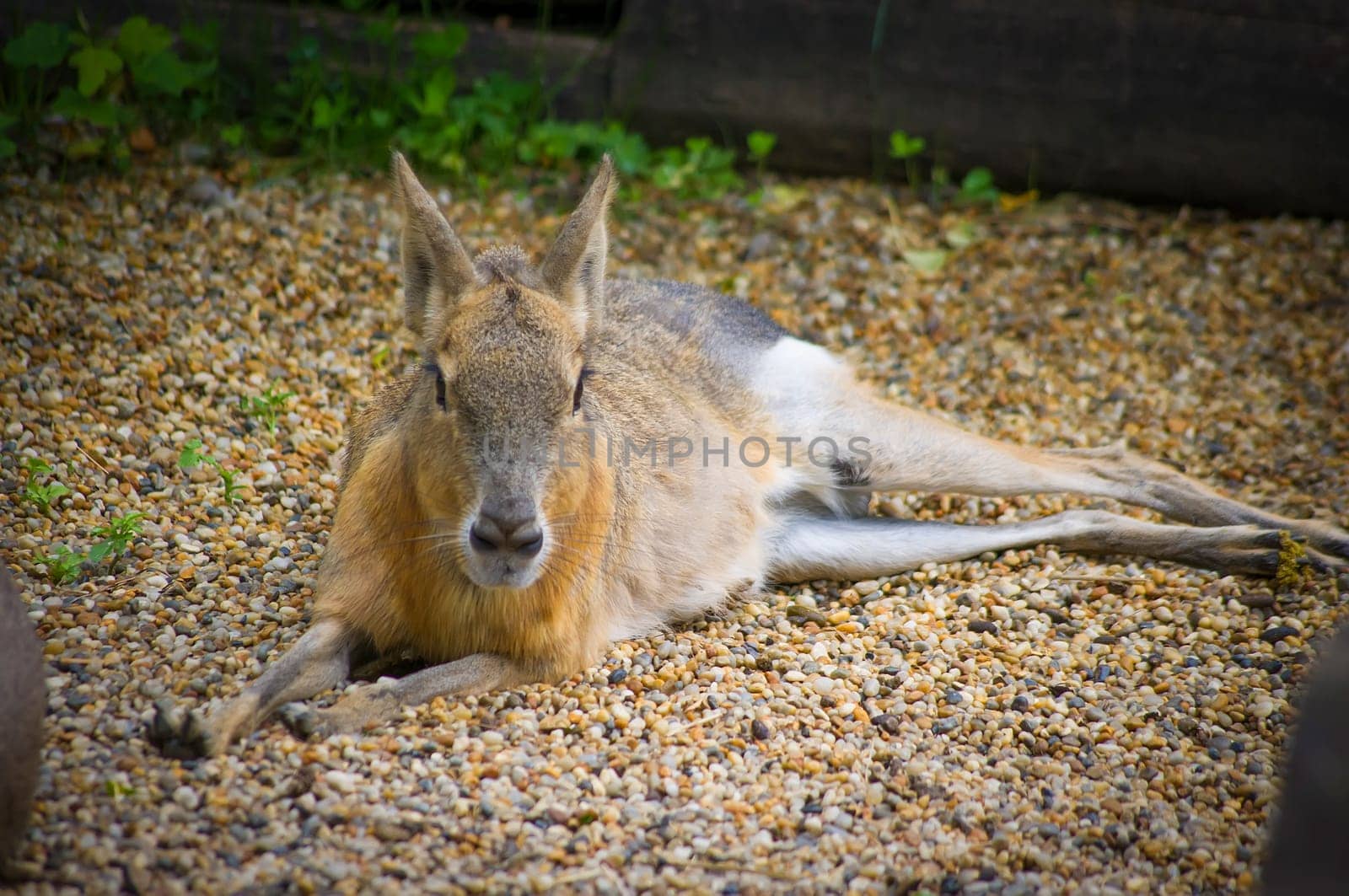 A Patagonian Mara sunbathing on the afternoon sunshine.