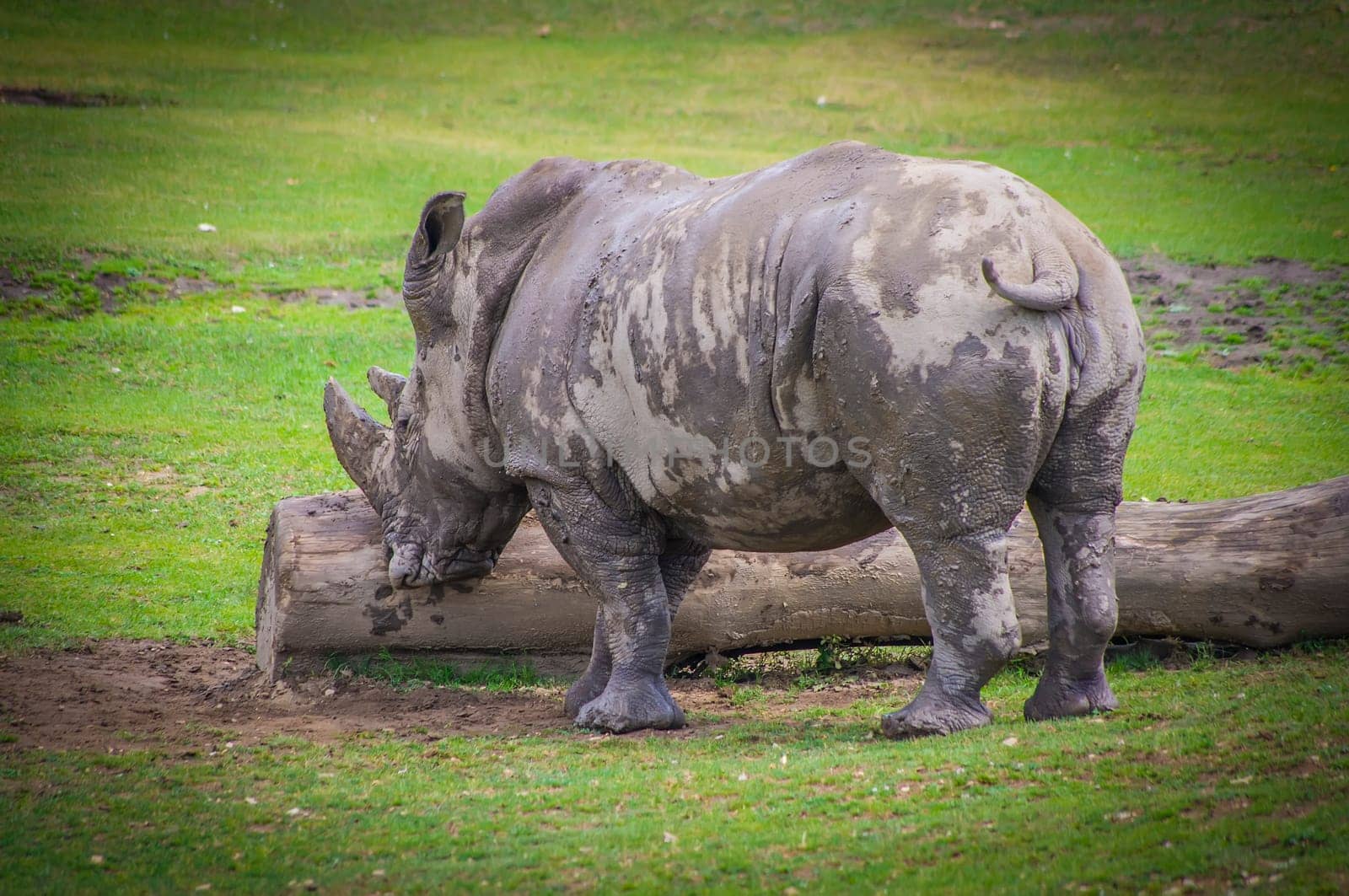 Peacefully grazing rhinos in the zoo somewhere in europe.