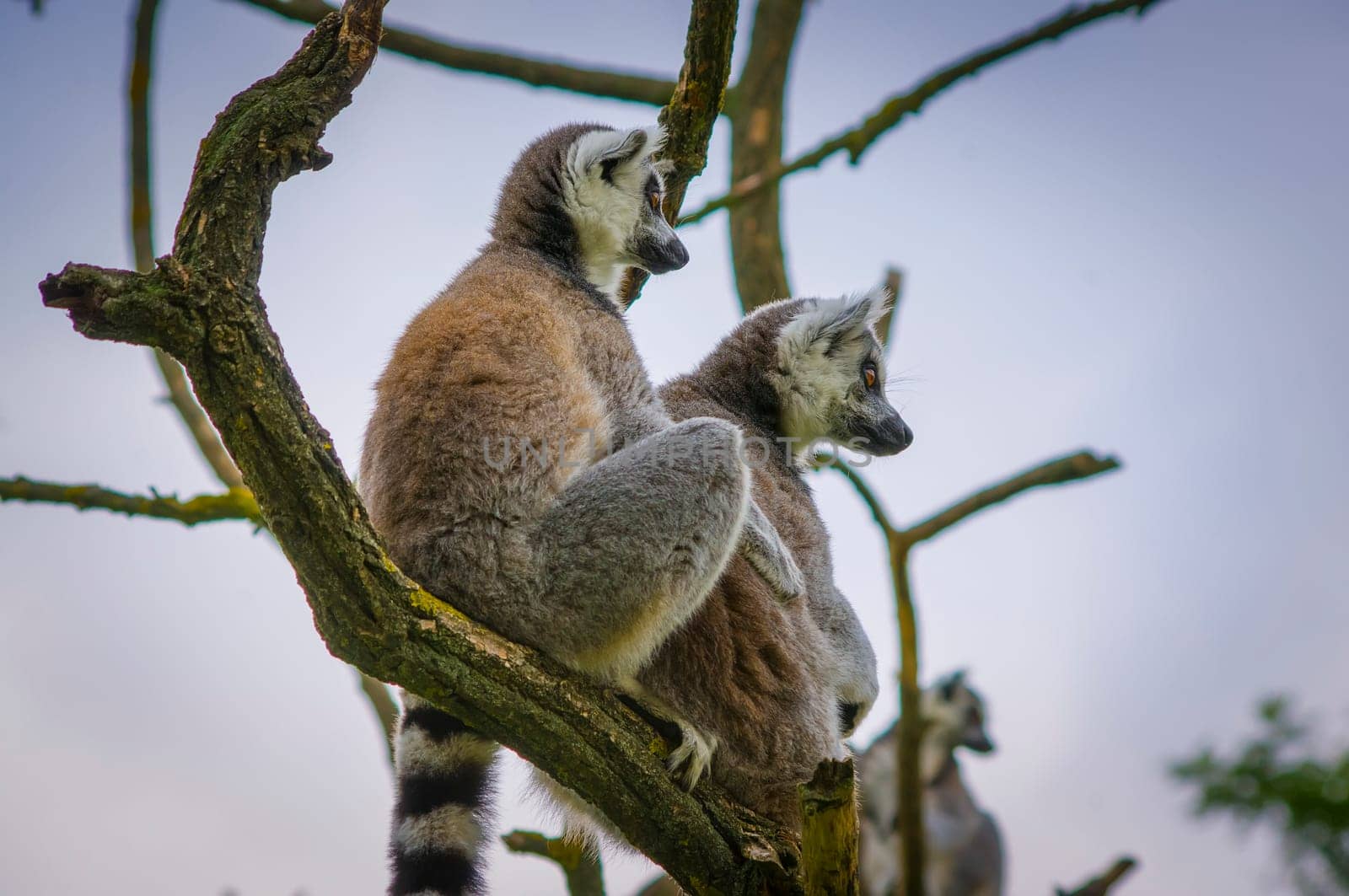 A beautiful Lemur catta watch on the tree.