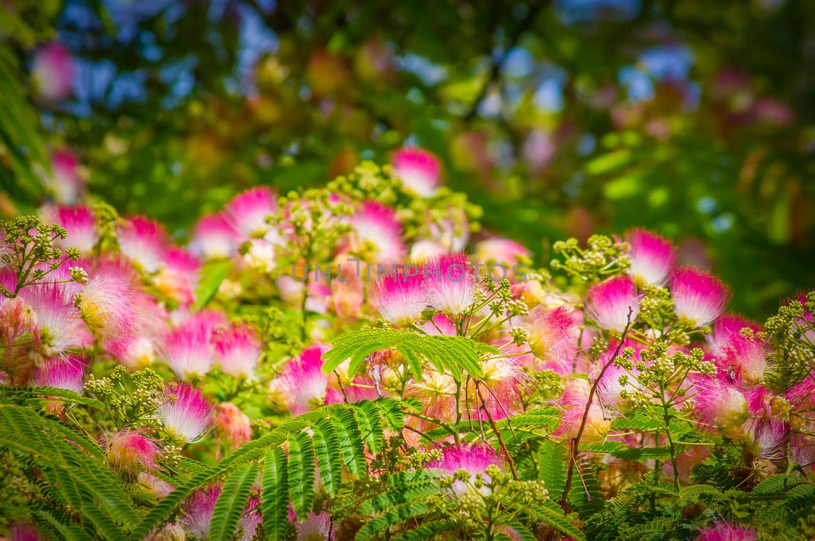 Blooming Albizia julibrissin in the summer sunshine.