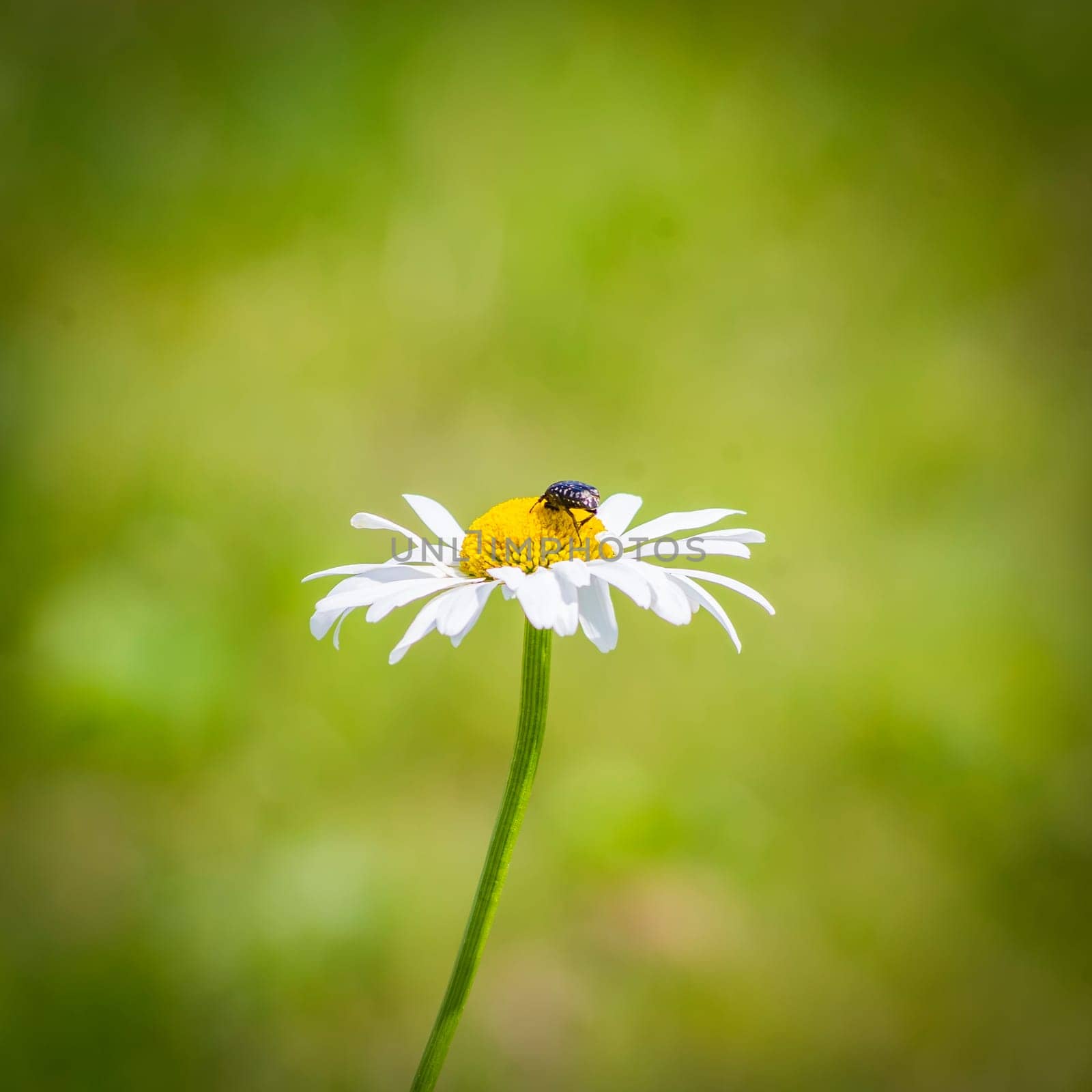 A bug save the pollen on a marguerite.