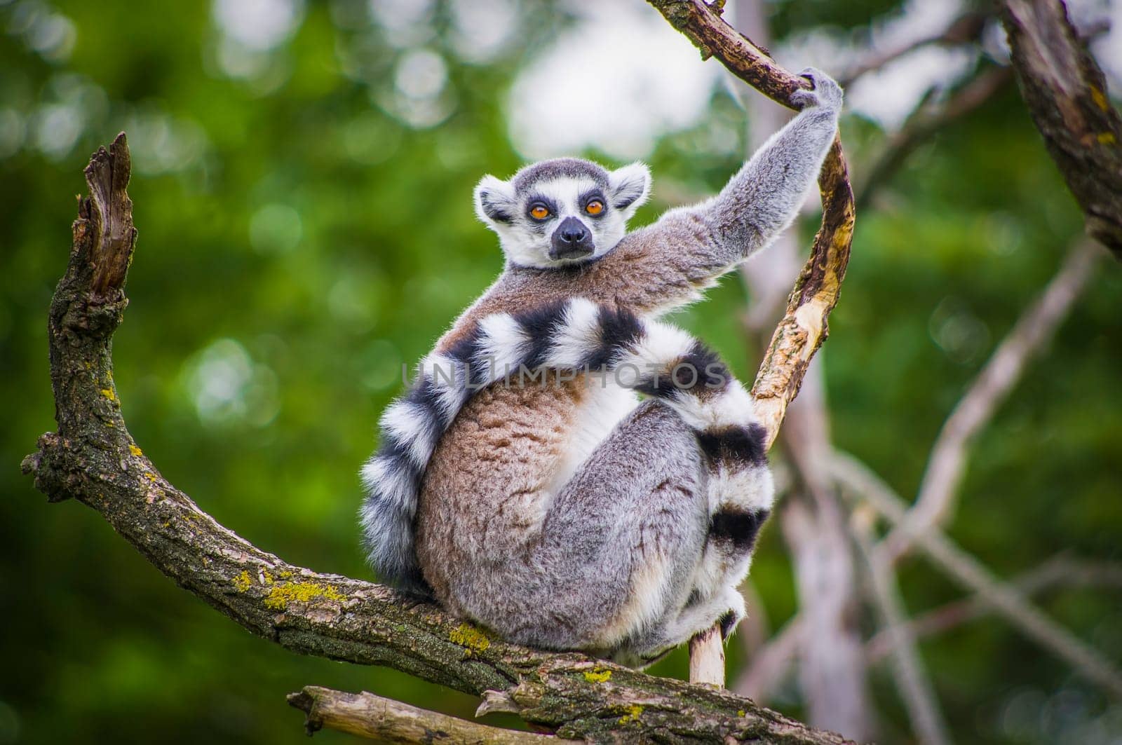 A beautiful Lemur catta watch on the tree.