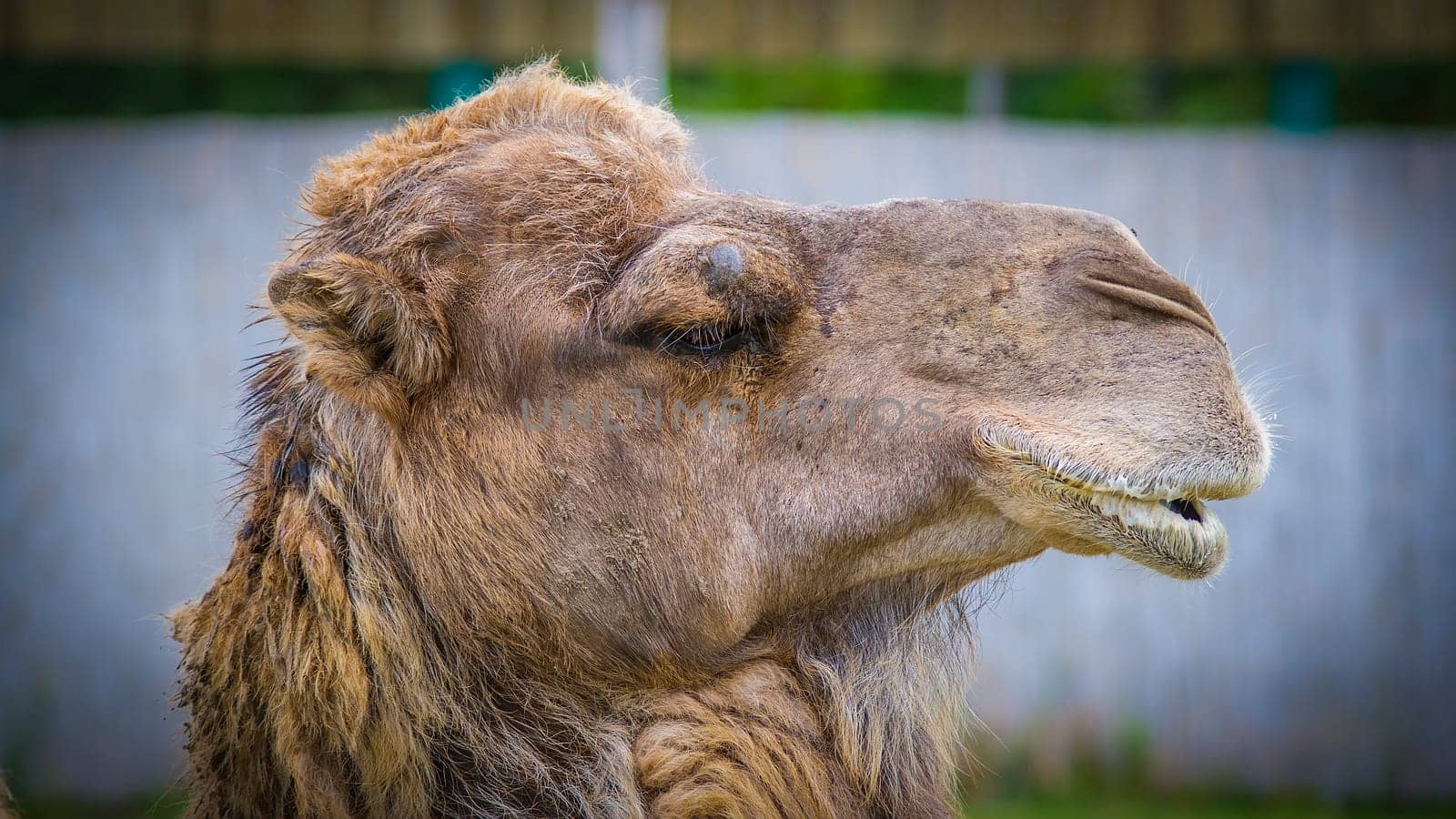 Close up of camel face in a zoo.