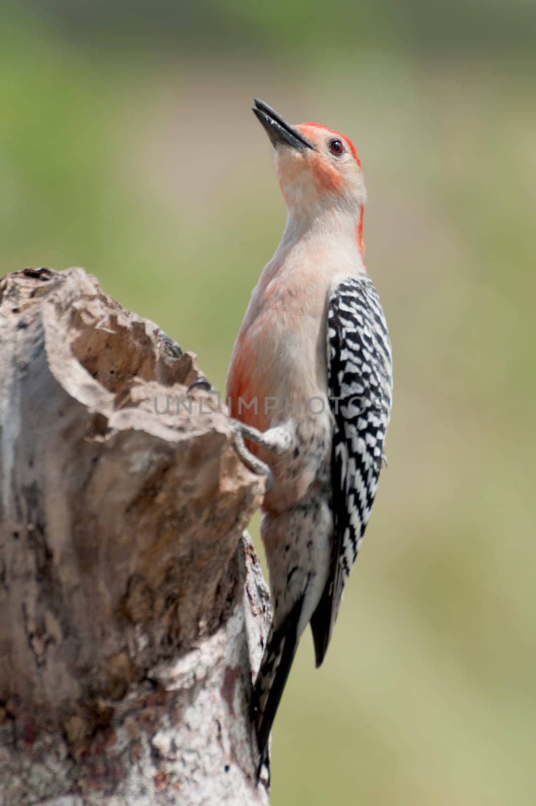 Carolina woodpecker