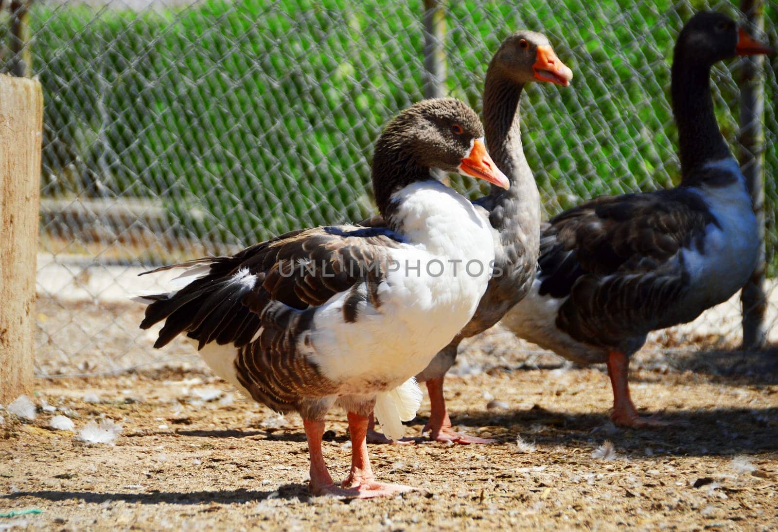 Duck on the farm