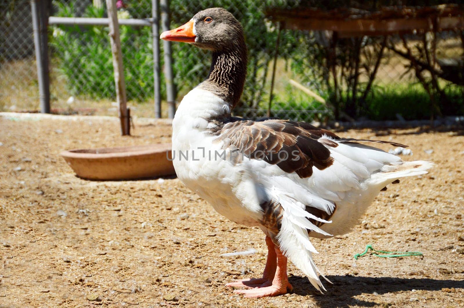 Duck on the farm