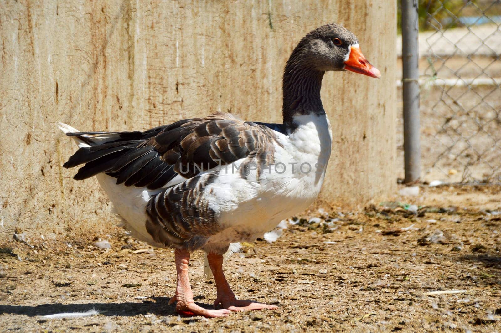 Duck on the farm