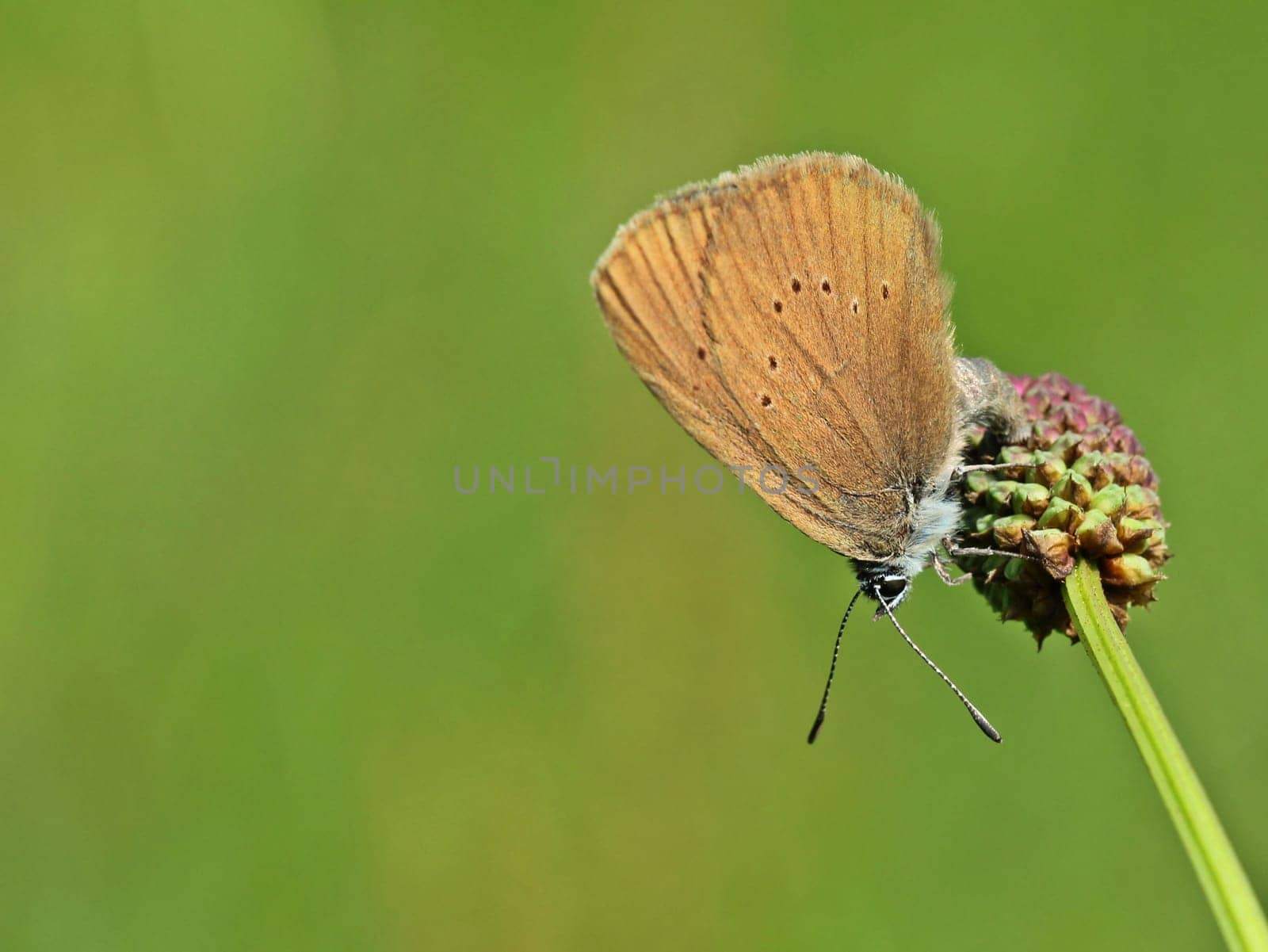 Female of the rare Dark Meadow Button ant-blue (Phengaris nausithous) at the egg laying