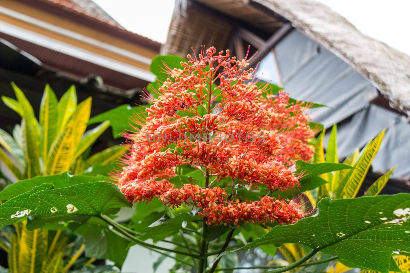 Beautiful exotic orange colored plant in the tropics paradise in Bali