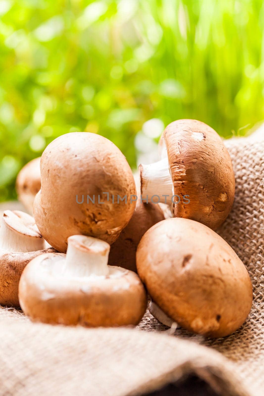 Fresh braund champignons in sunlight on a wooden table in daylight