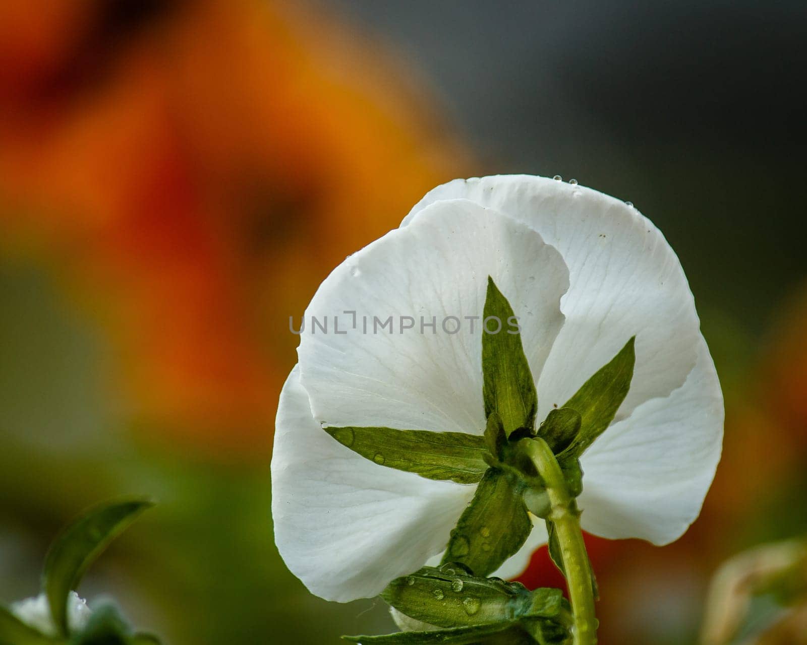 A very different view looking at this beautiful white poppy from behind. There are drops of water of the flower and the background gives a lovely colorful contrast and really makes the flower stand out.