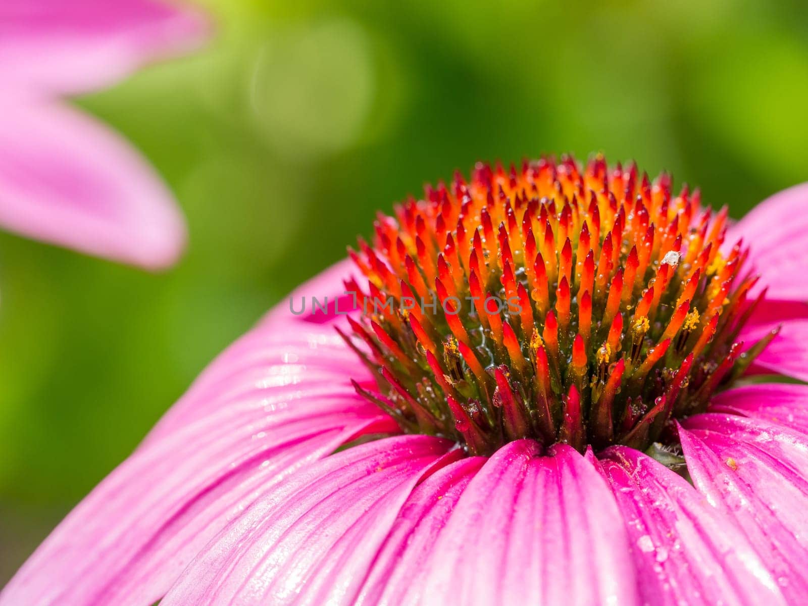Shot was taken just after a lengthy shower. These flowers look beautiful when they are placed in a sunny loaction. Especially with a bit of moisture on them.