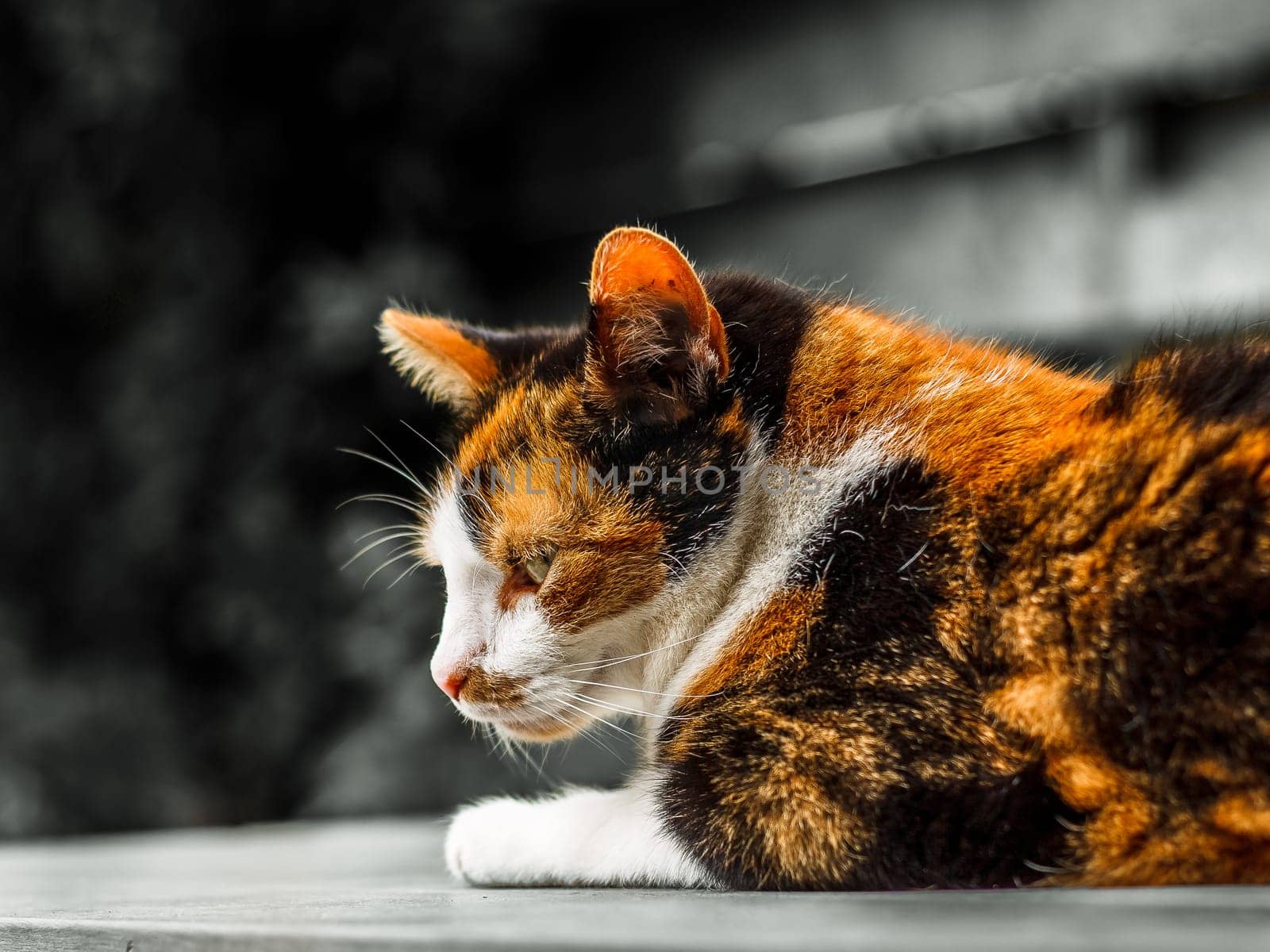 A creative choice to really make the cat stand out in this shot. Beautiful colors.