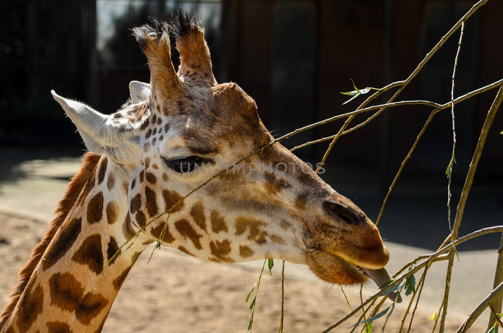 Very cute shot of this giraafe enjoying a quick afternoon snack in the zoo