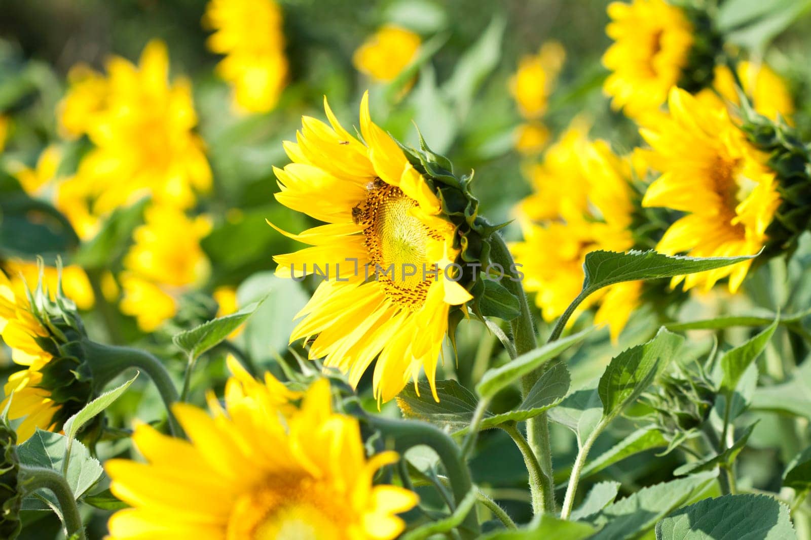 Vintage photo of blooming sunflower field