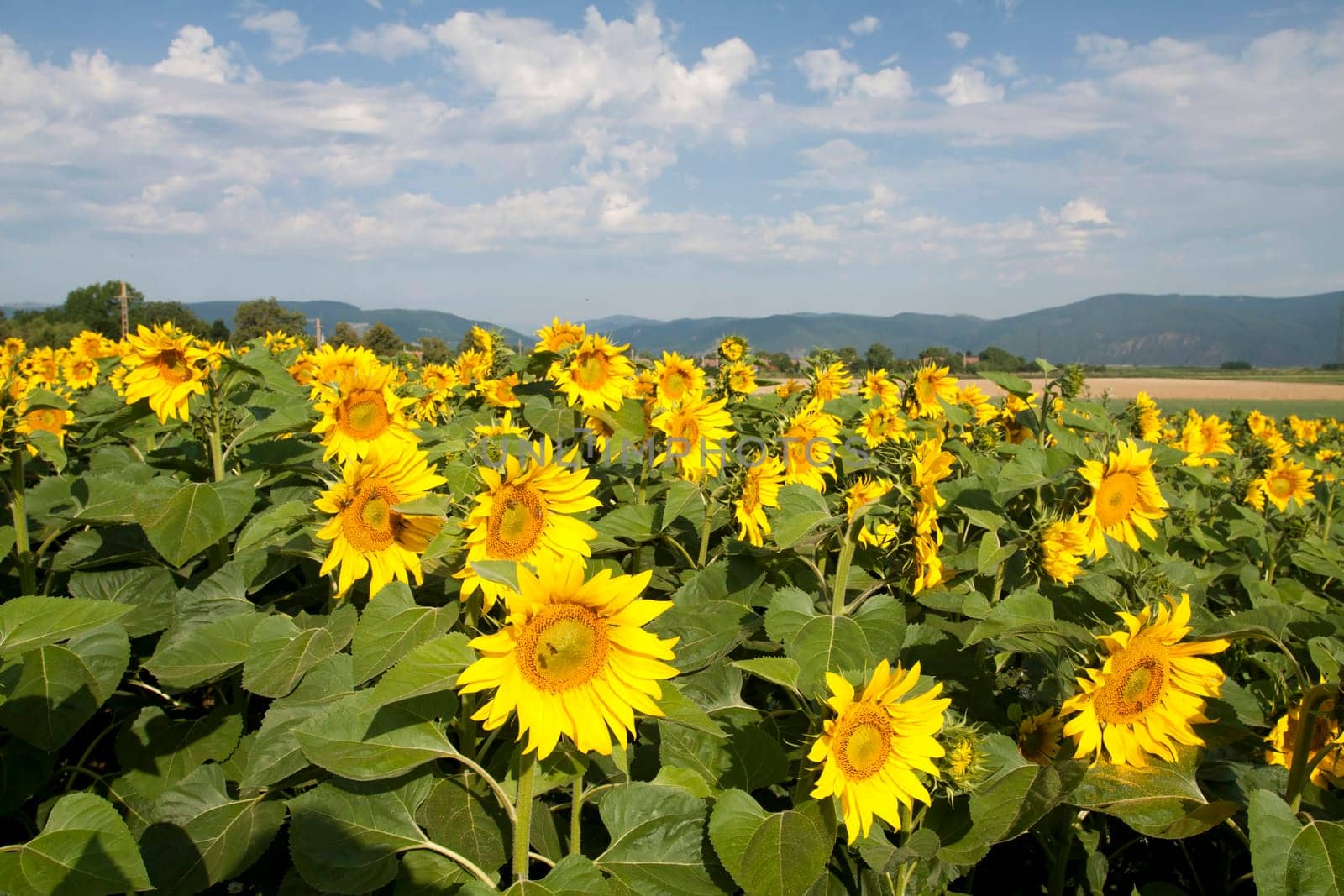 Vintage photo of blooming sunflower field