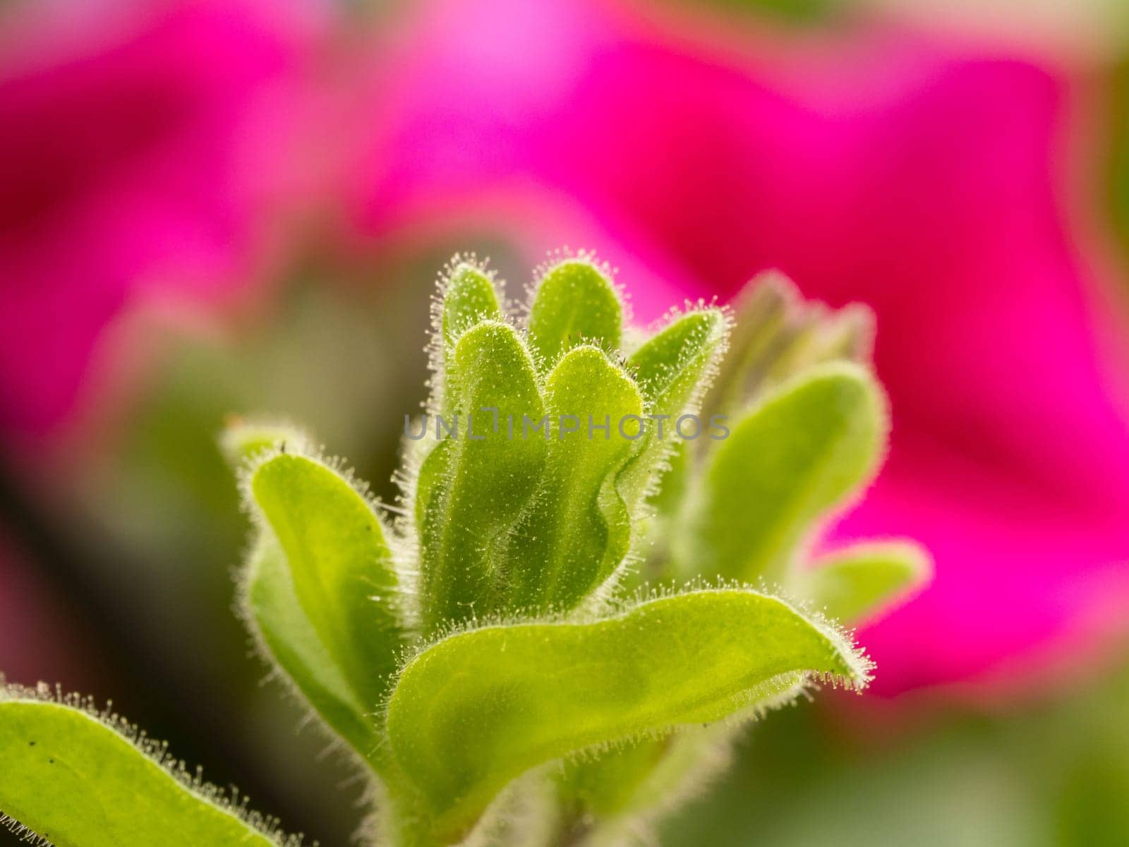 Really nice composition with the pink flowers in the background standing out over the main flower that is about to come out.