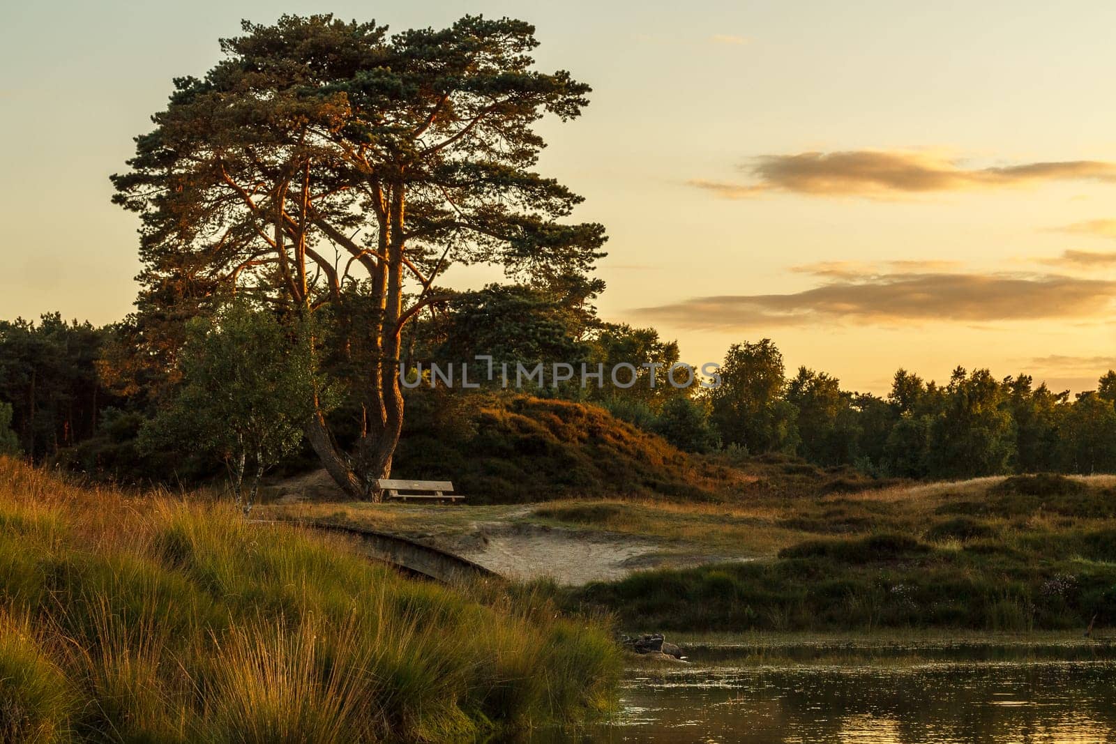 Taken in the beautiful Dutch nature area Heidestein on a late summer evening.