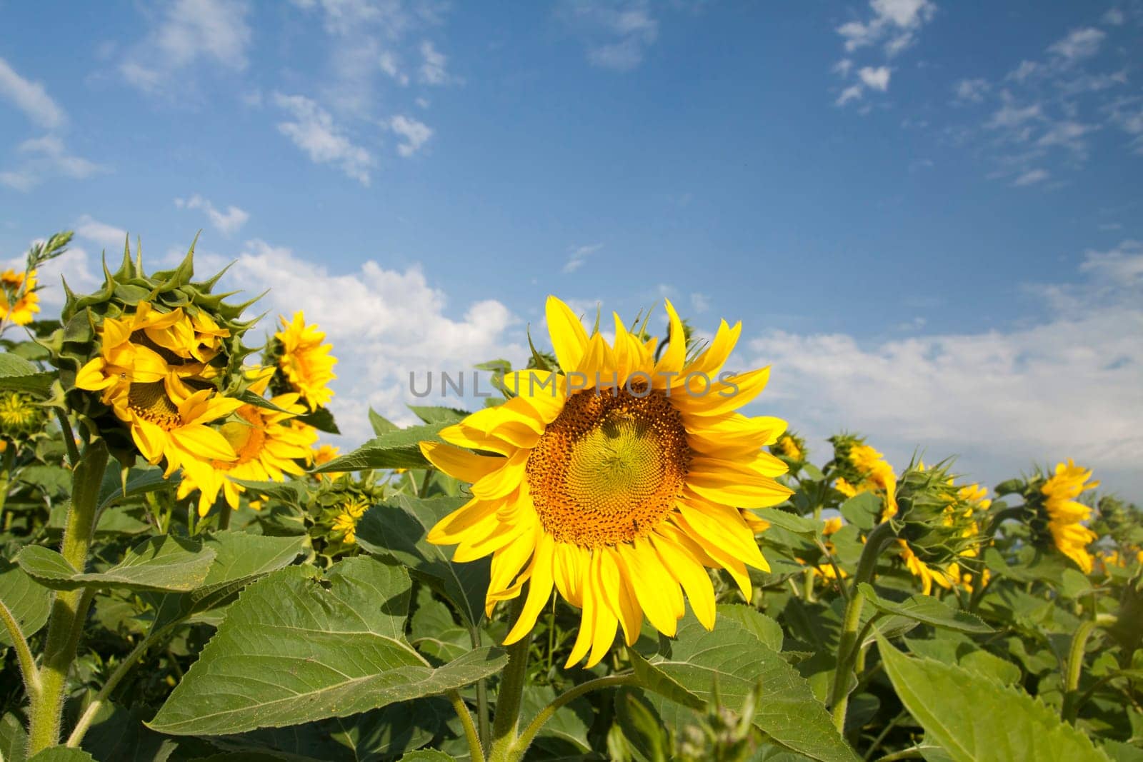 Vintage photo of blooming sunflower field