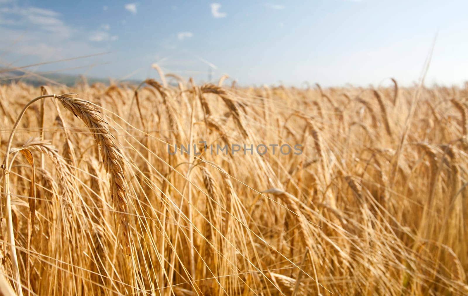 Ripe wheat field in the summer