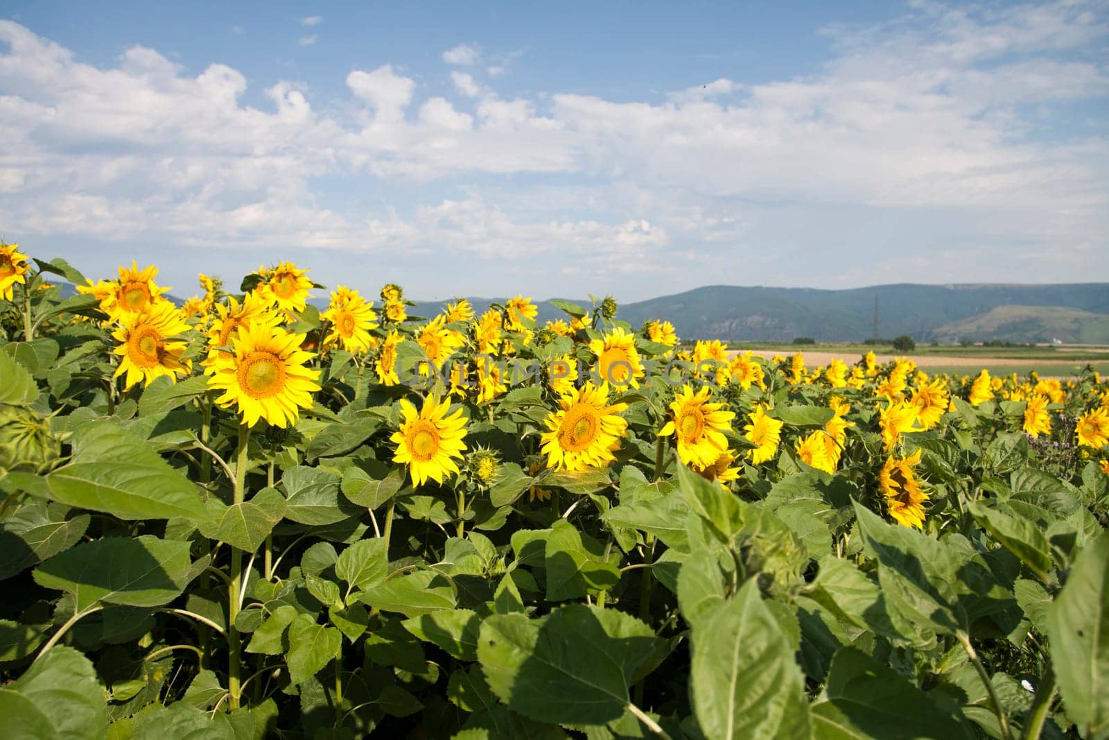 Vintage photo of blooming sunflower field