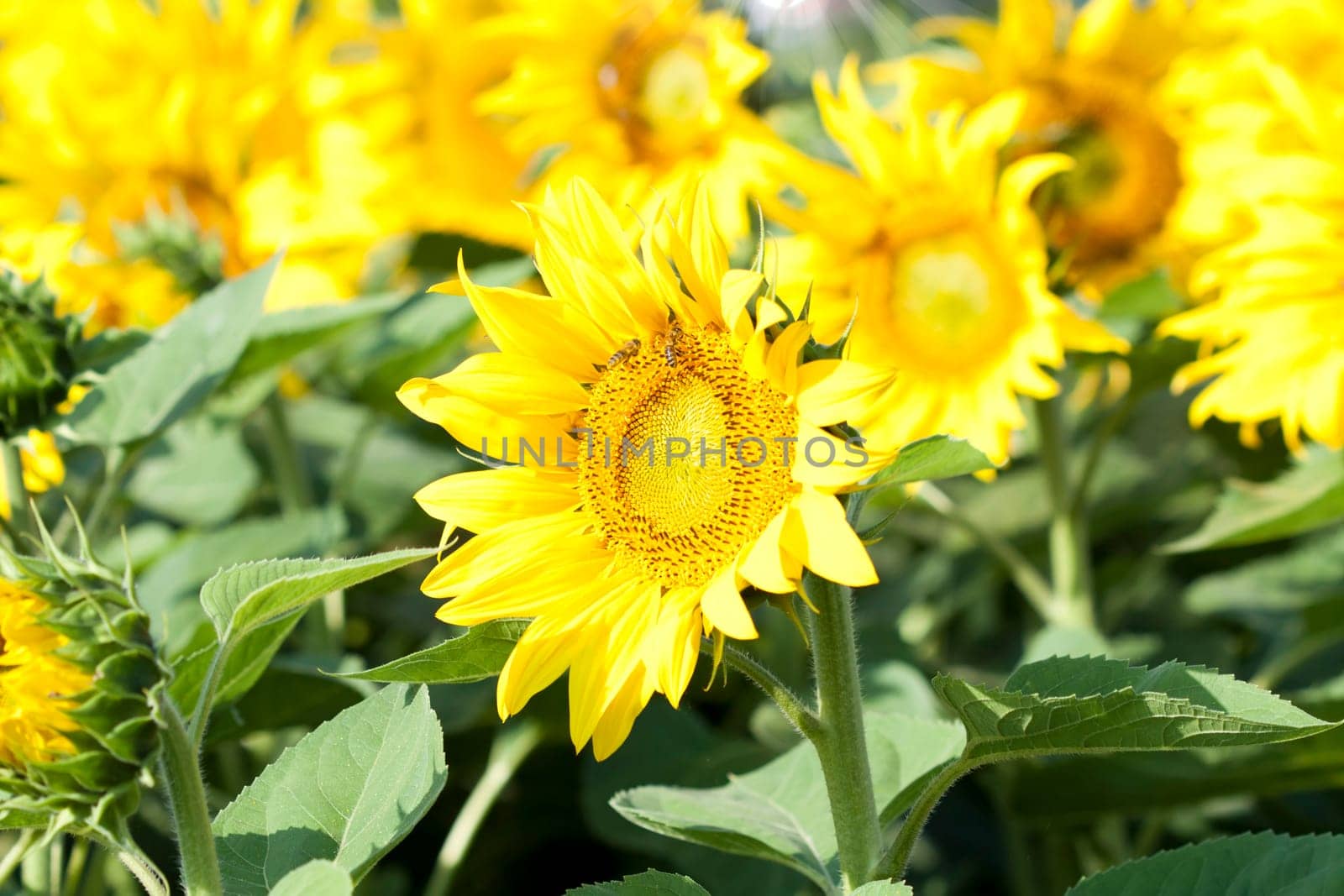 Vintage photo of blooming sunflower field