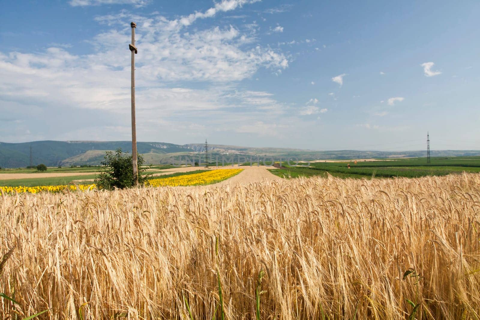 Ripe wheat field in the summer