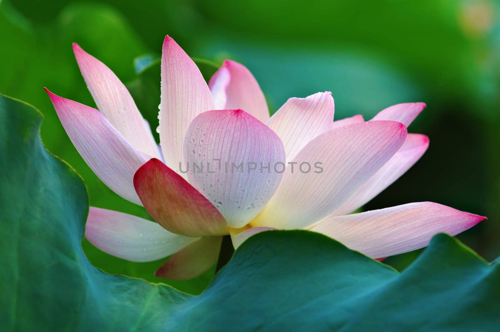Blooming of lotus flower behind a greed pad (leaf)