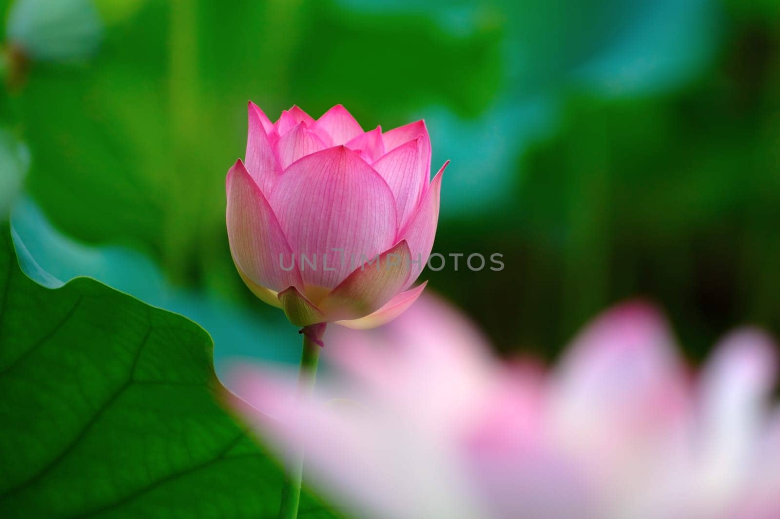 A blooming pink lotus flower fronted with another flower in blur