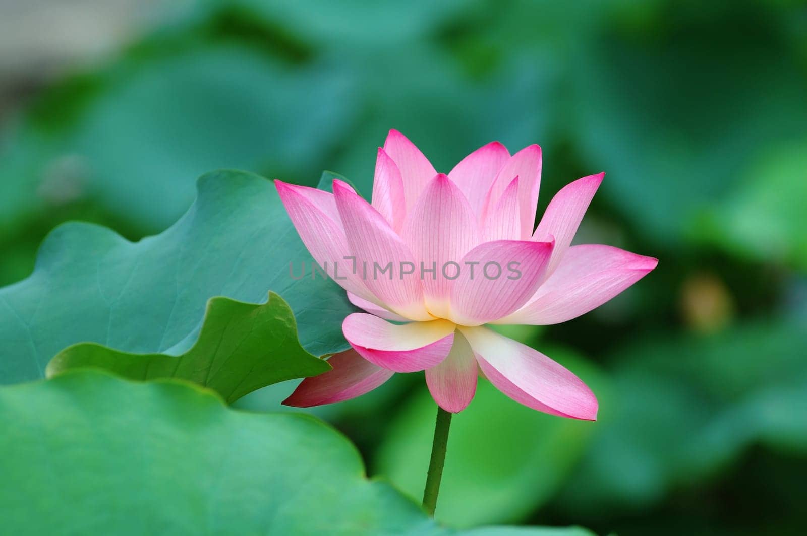 View of a blooming lotus flower over leaves