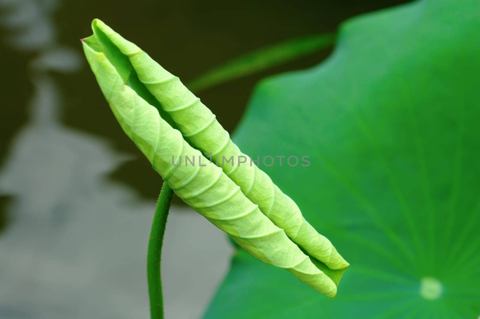 A curly lotus leaf with the background of water