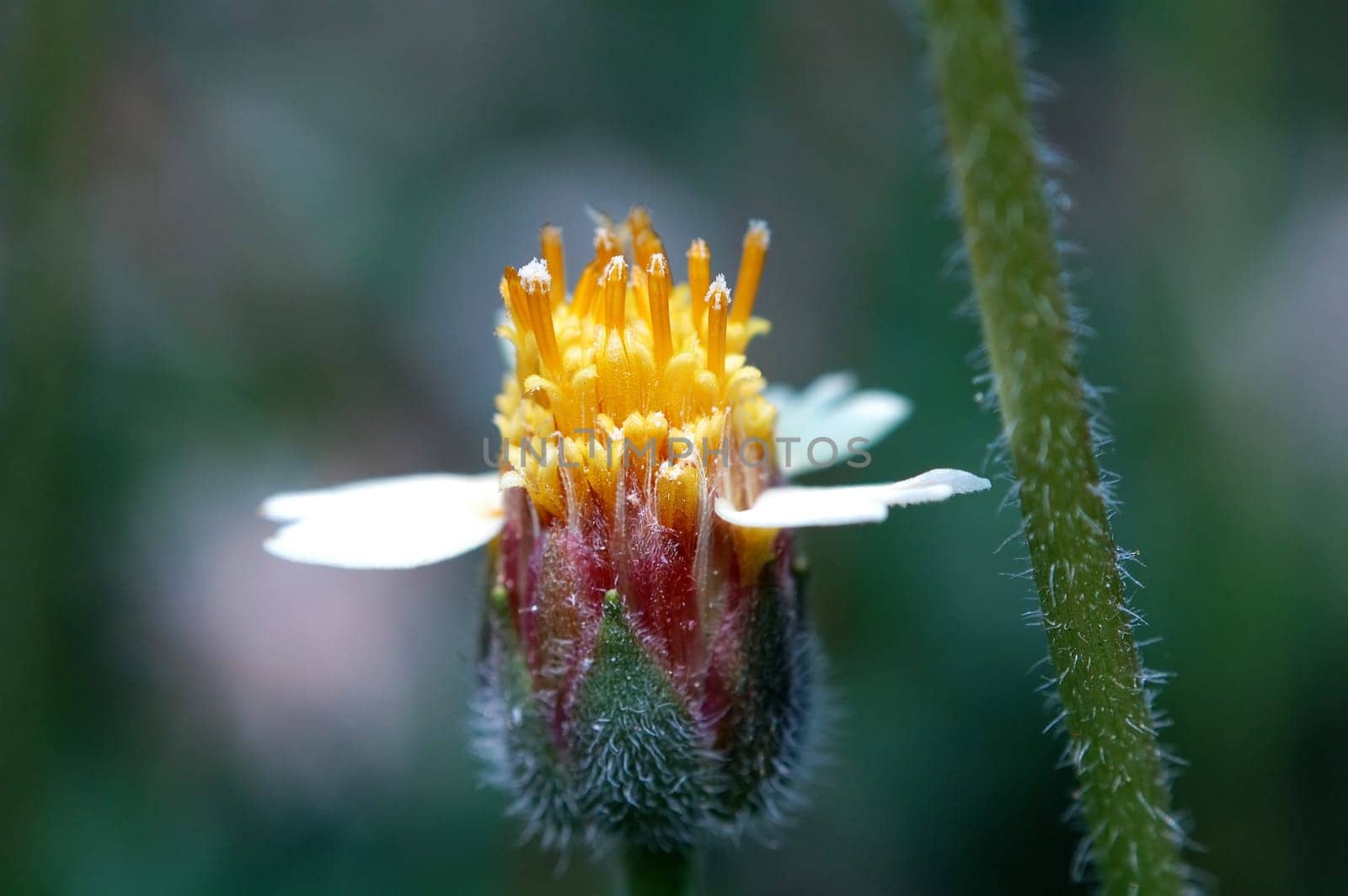 A small flower under a peace environment and surrounding