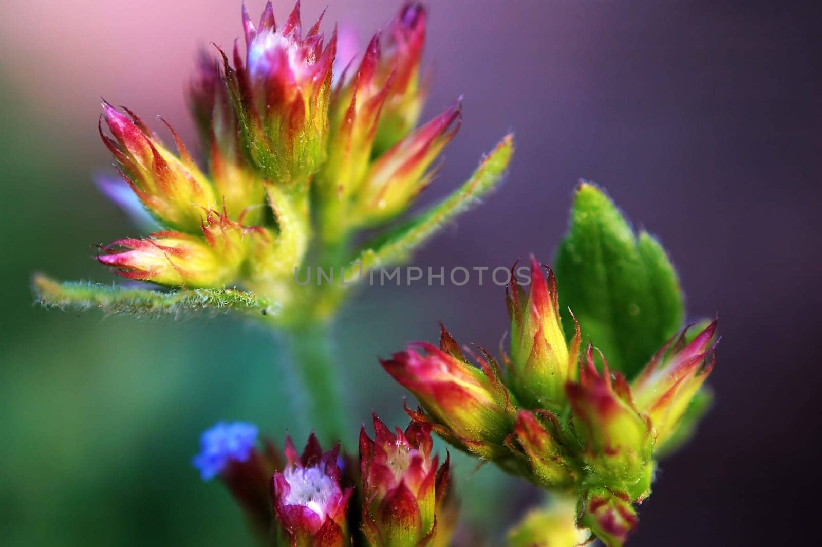 The blossoms of eupatorium catarium florets
