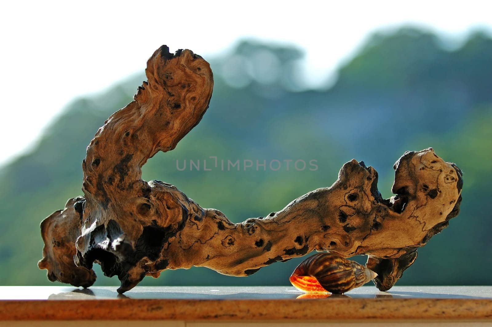 A nature piece of wood (abstract artwork) and a snail