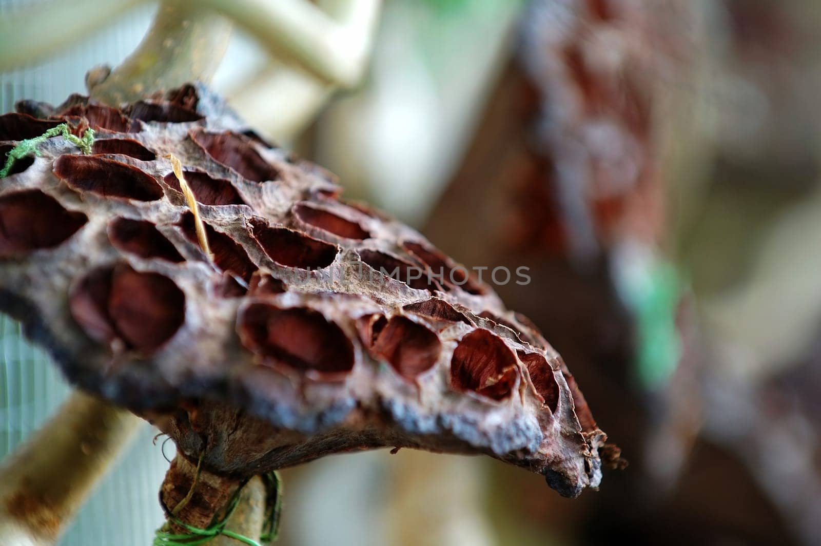 The close up of dried lotus seed head