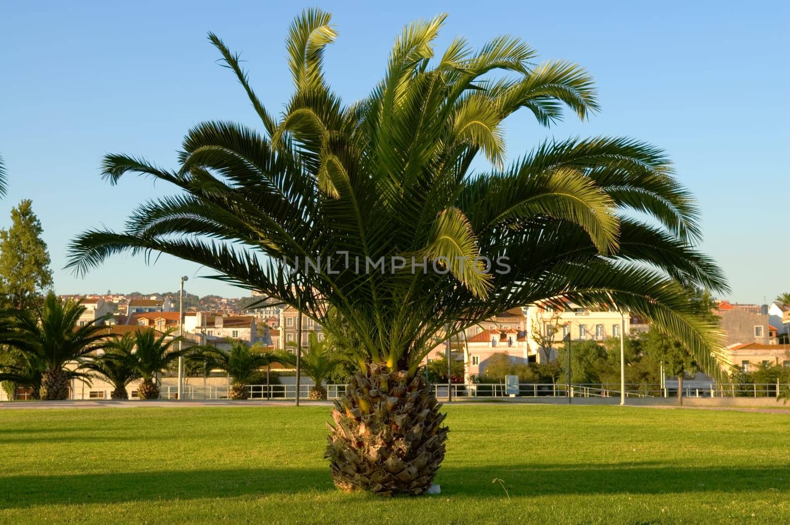 The city palm tree under the sunlight