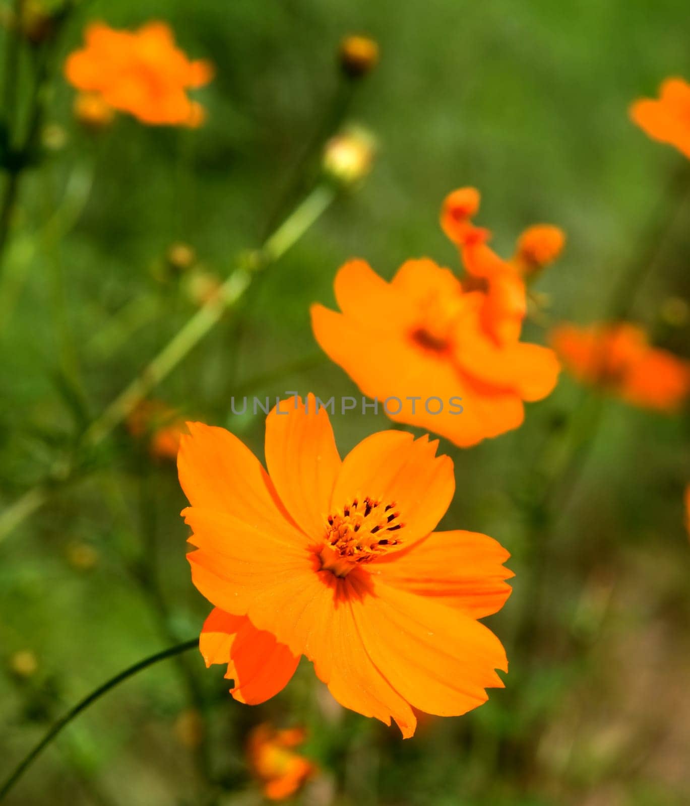 The closeup view of orange floret over green