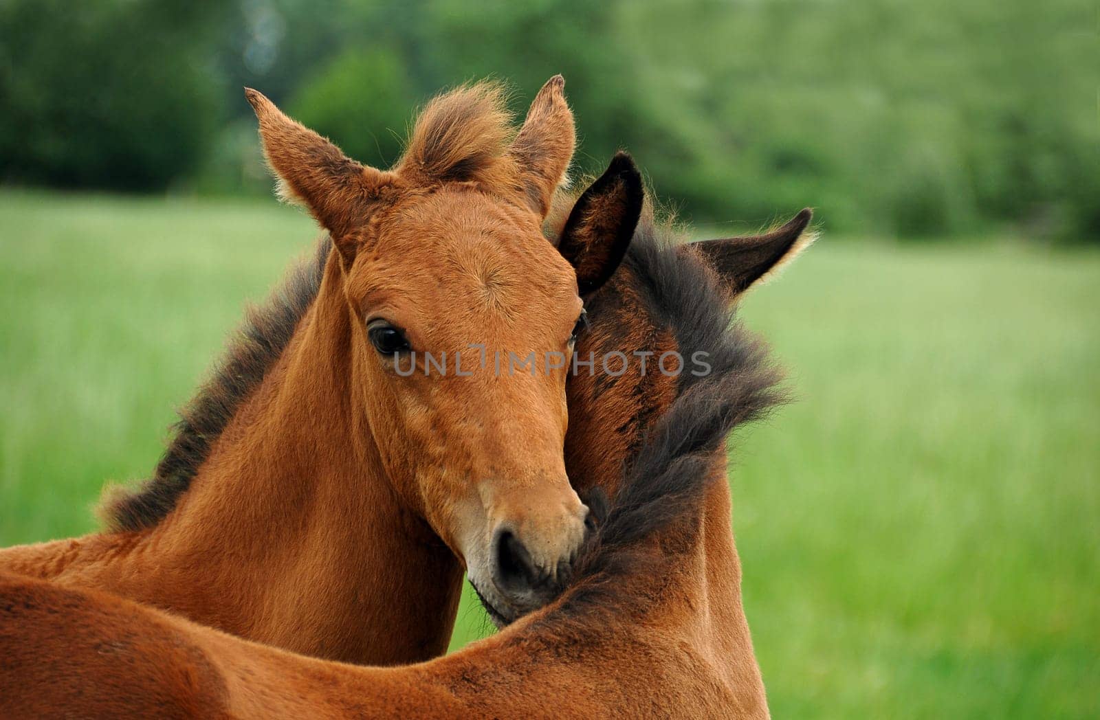 two foals