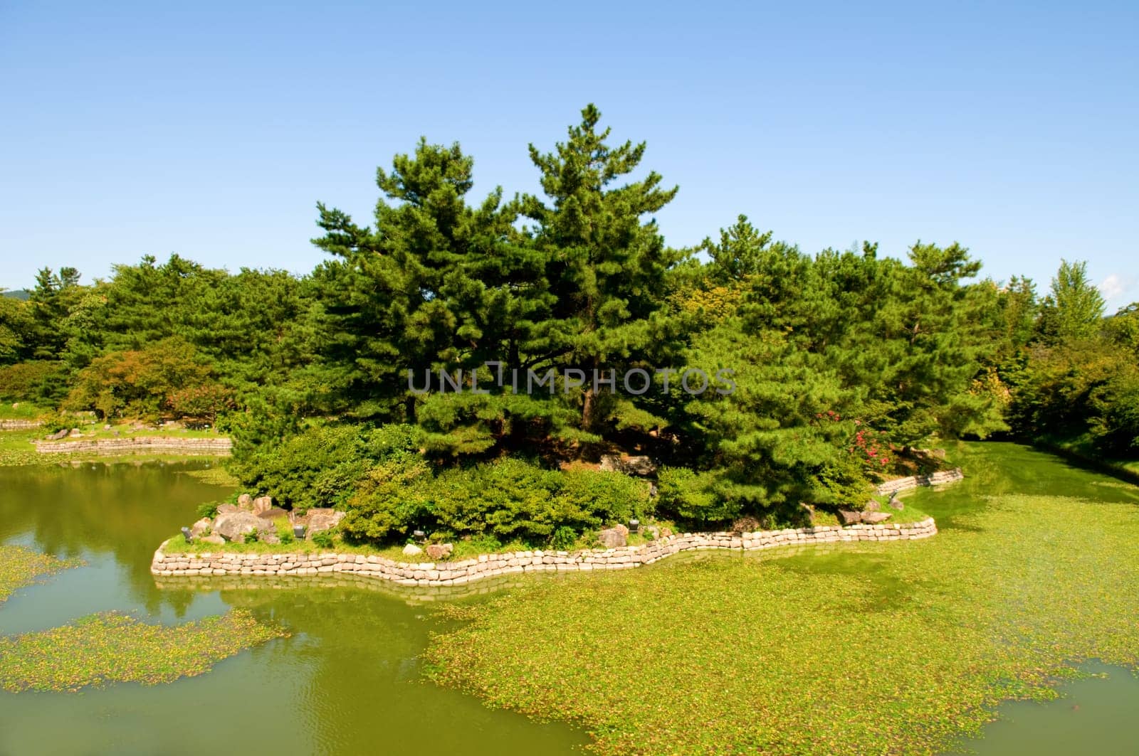 Garden with trees and pond