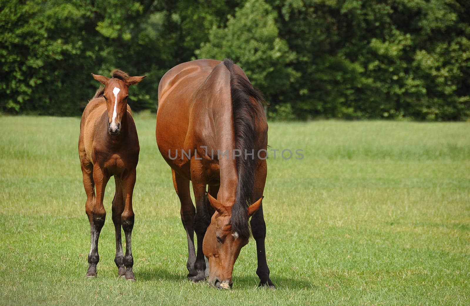 Horses