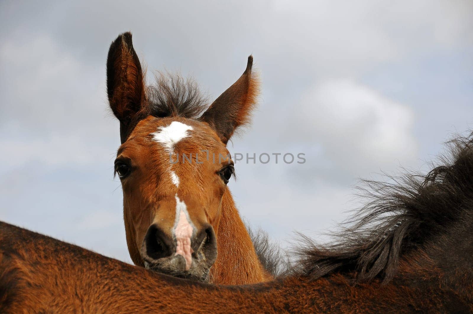 two horses