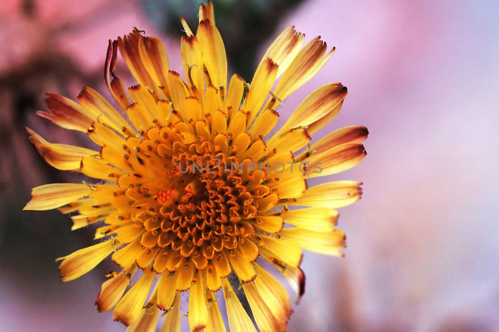 A yellow flower of compositae with pink background