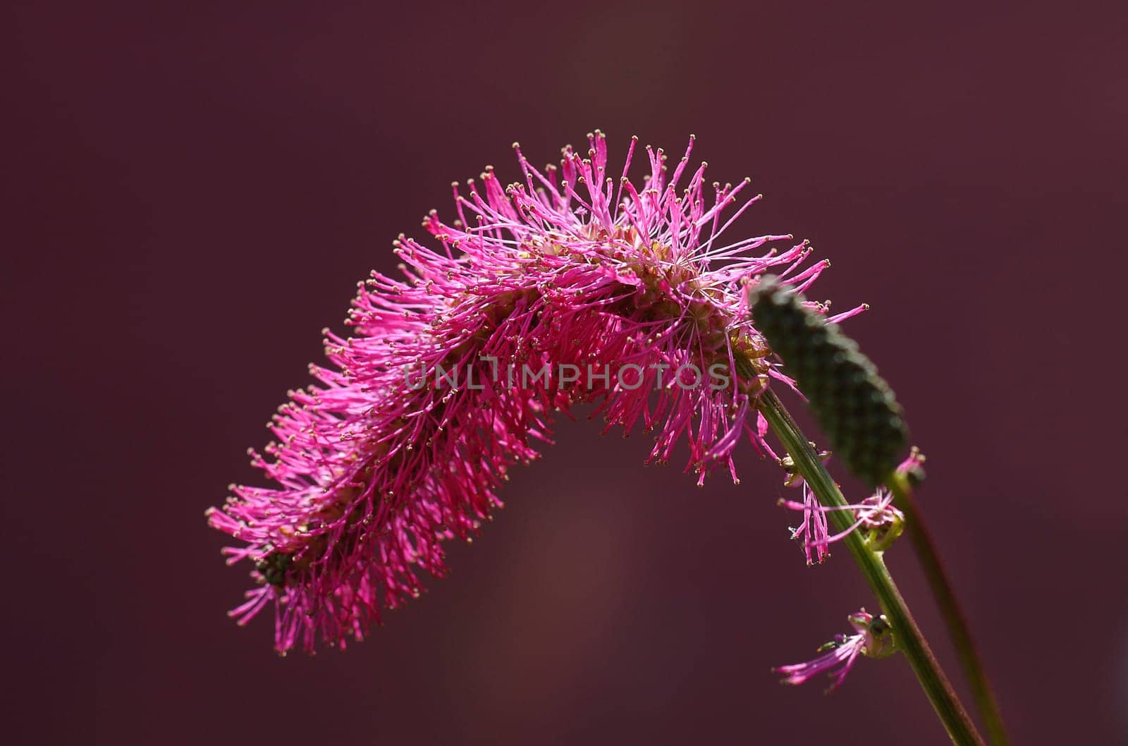 red flower