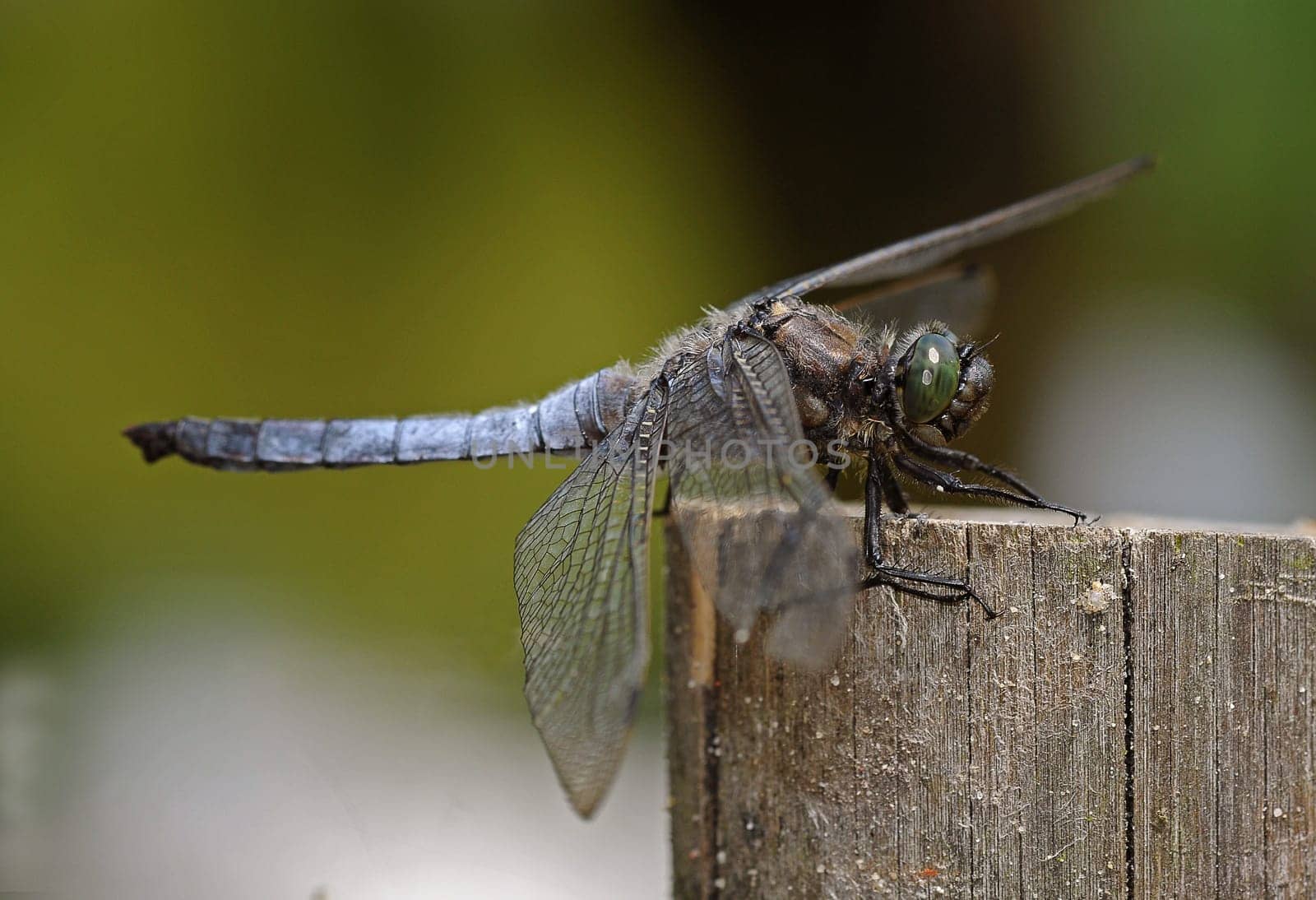 dragon-fly