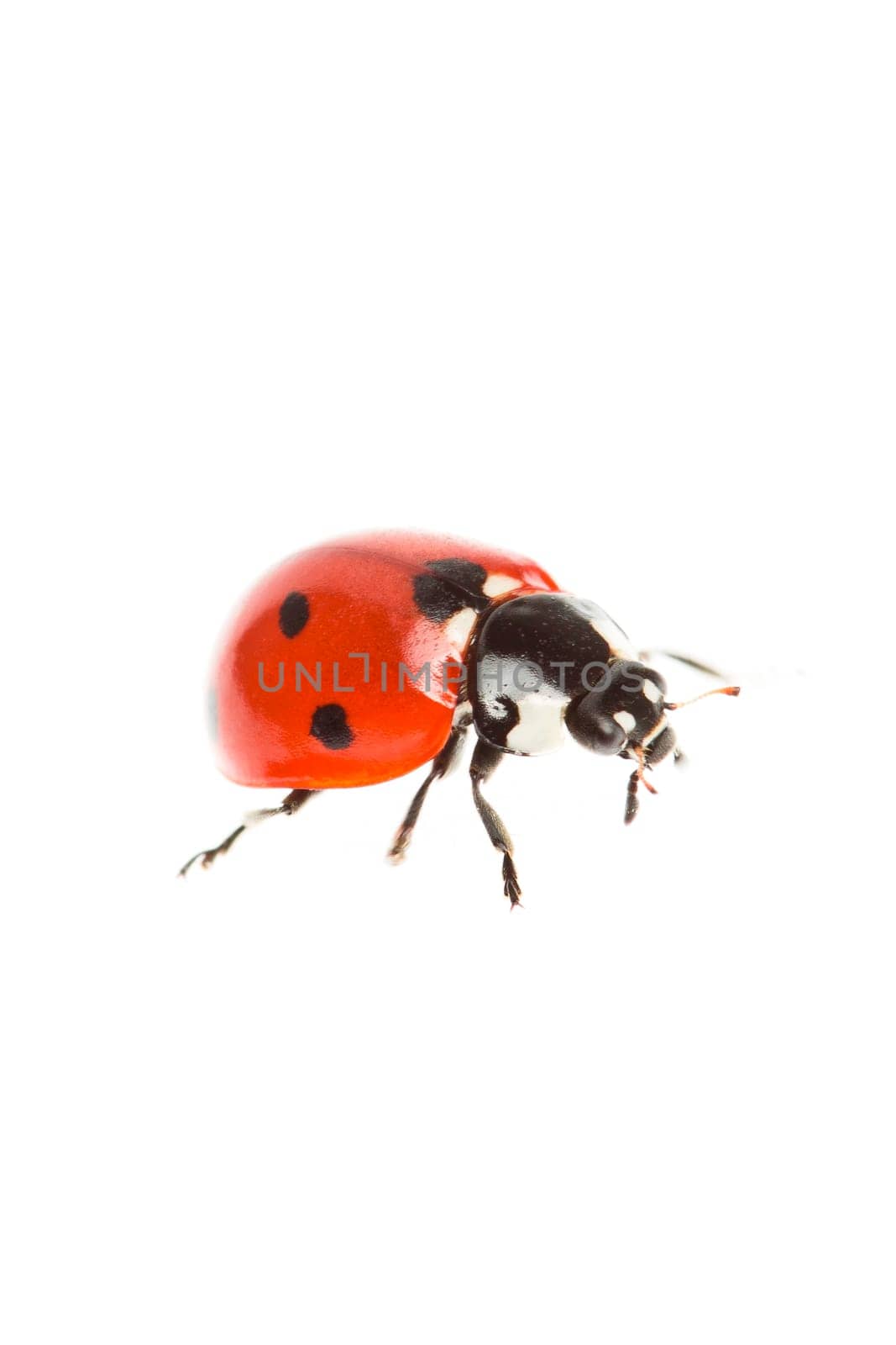 Ladybug (Coccinellidae)