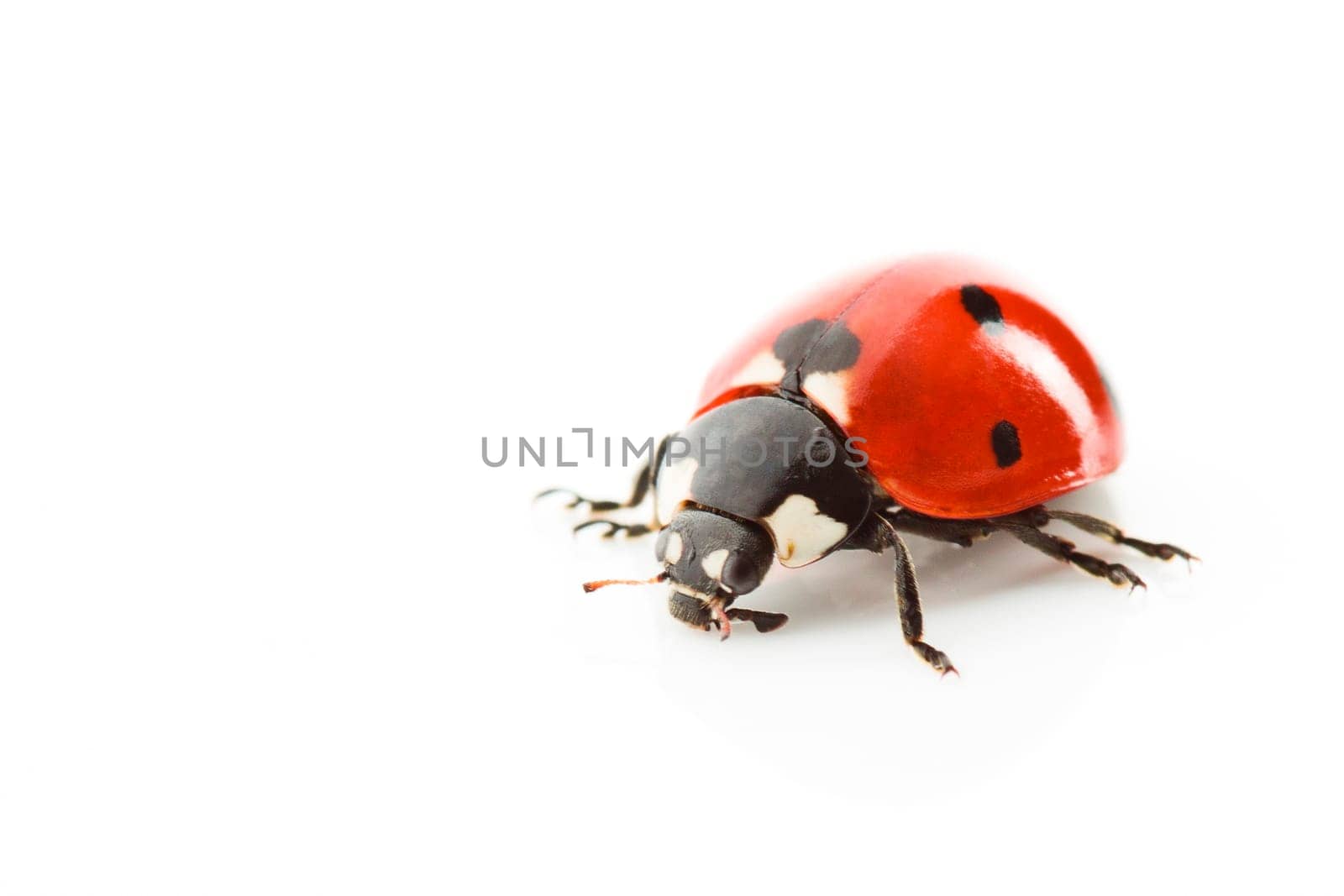 Ladybug (Coccinellidae)