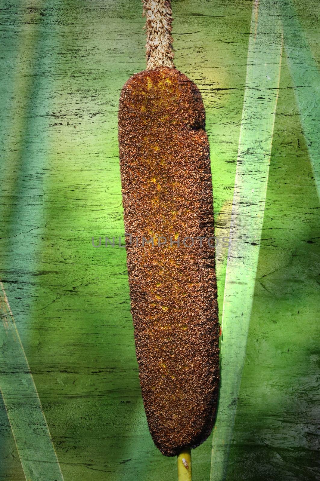 Cattails