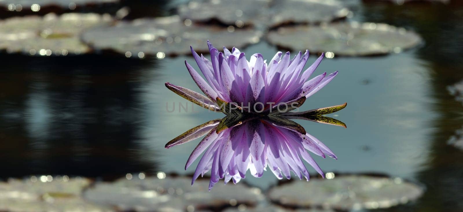 Water lily