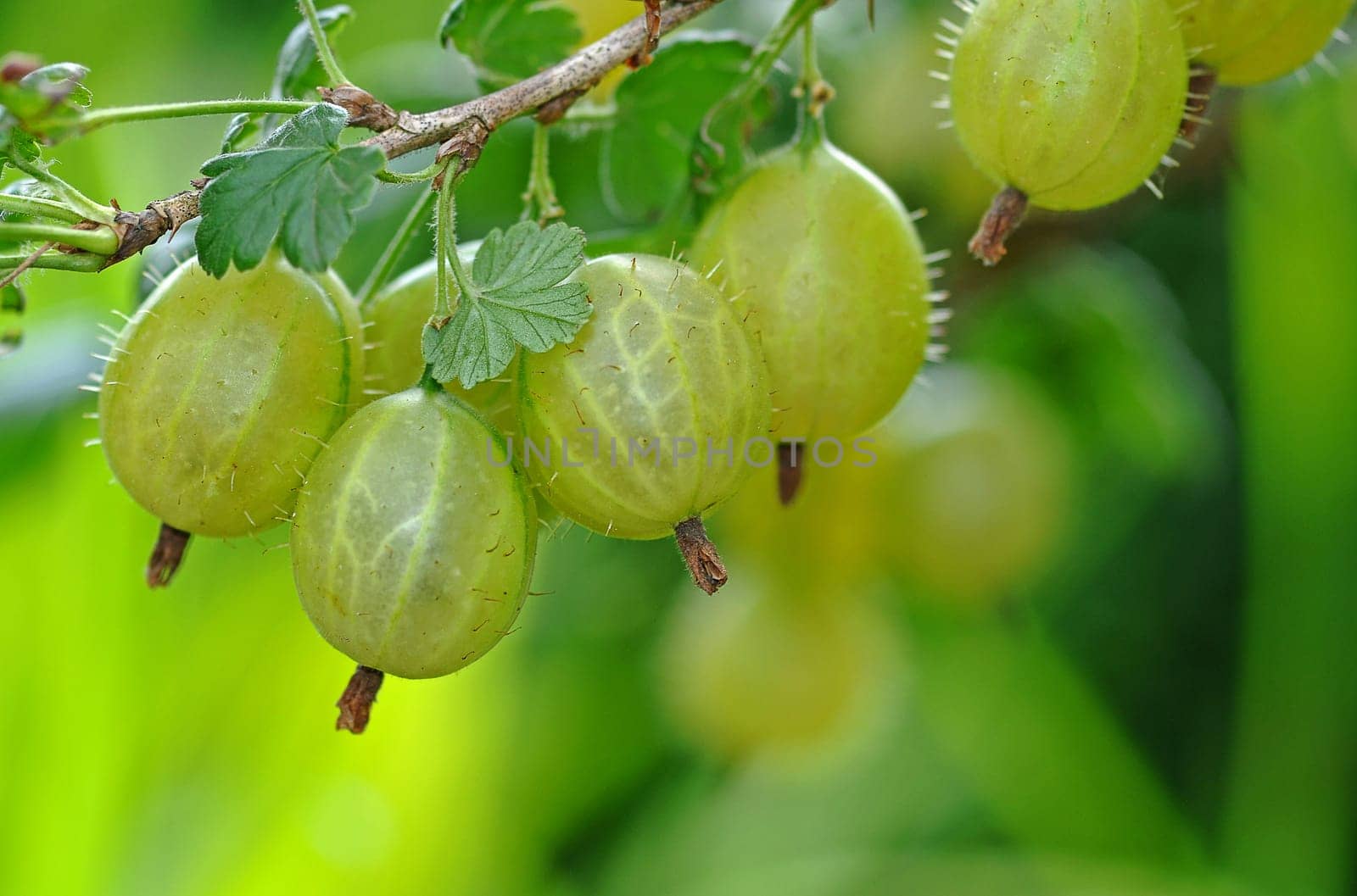 Gooseberries