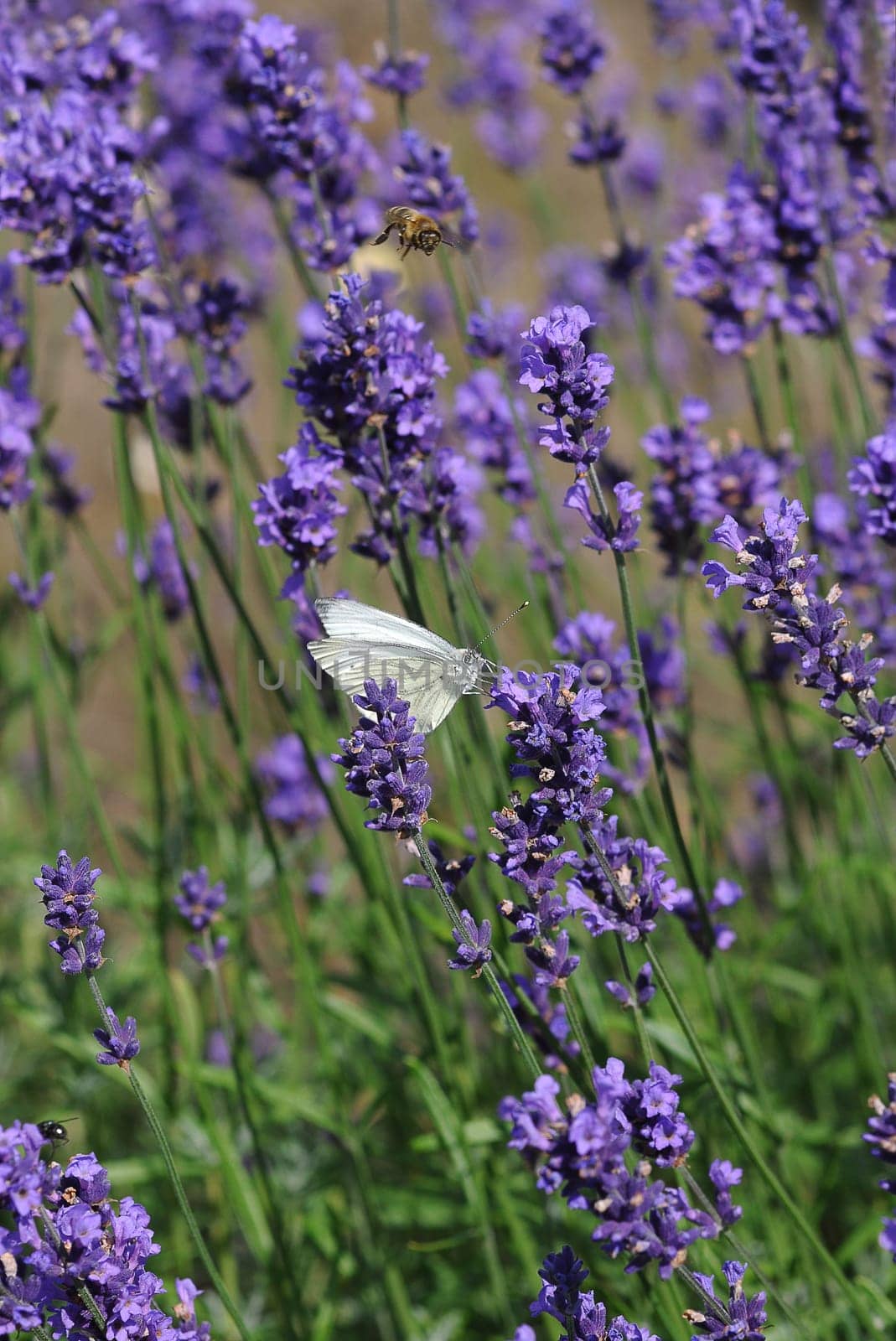 Lavender